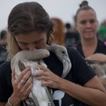 A volunteer kisses a flamingo chick at Fuente de Piedra lake, 70 kilometres from Malaga, on August 8, 2015, during a tagging and control operation of flamingo chicks to monitor the evolution of the species. The lake, which is the most important breeding ground for flamingos in the Iberian Peninsula, is also a nature reserve and a haven for birds with over 170 different species recorded.  AFP PHOTO /  JORGE GUERRERO