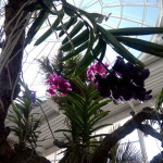 L’Orchidario di Estepona