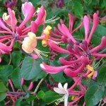 Honeysuckle3