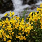 mimulus3