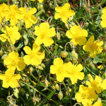 rockrose