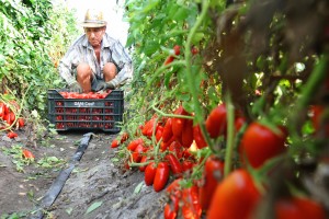 Il_pomodoro_San_Marzano_coltivato_anche_in_tutta_Europa?
