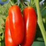 Il_pomodoro_San_Marzano_coltivato_anche_in_tutta_Europa?
