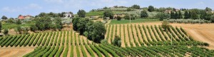 Da_Barcellona_e_dalla_Spagna_acquisti_di_prodotti_agroalimentari_per aiutare_Amatrice