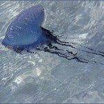 phisalia1