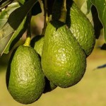 aguacate-en-árbol